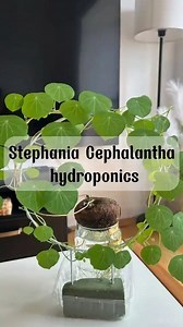 How to grow Stephania Hydroponics #indoorplants #planting #hydroponics #hydroponicgardening #plantlife #plant #viralreel | IClara