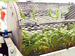 We're roasting a batch of Hatch! Hatch Peppers are poppin' and now in season at your H-E-B. Join us during this tasty event for Hatch twists on some of your favorite products, and in-store Hatch roasts at an H-E-B near you. | H-E-B