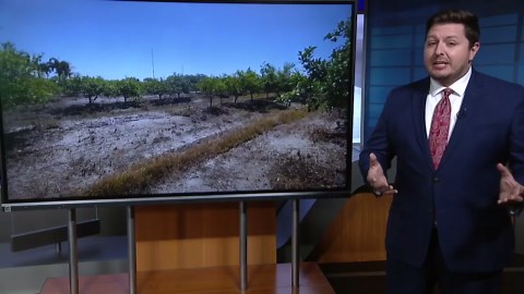 'It’s tough': FDA considers lowering orange juice sweetness as Florida growers struggle