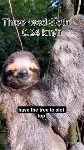 Top 5 Slowest Animals in the World 🐢 #shorts