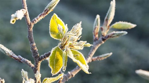 How to protect your plants from frost this week