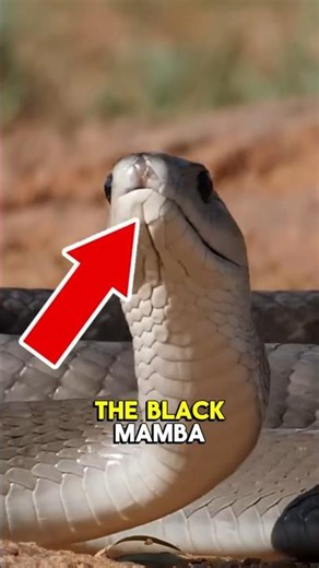 The Black Mamba’s Bite Is Almost Instant Death ☠️.... #BlackMamba #DeadliestSnake #Wildlife