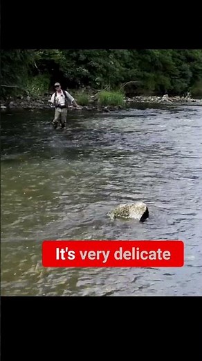 Sunray Fly Line: Ultimate Fly Fishing Line Review! #shorts