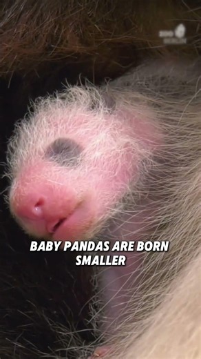 3 facts you didn't know about pandas. #chinatravel #chinatour