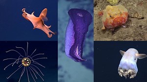 585K views · 1K reactions | 5 deep-sea creatures that look out of this world | Insider Science | Facebook