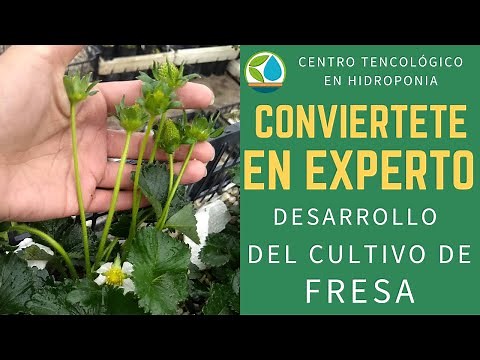 cultivo de Fresas en hidroponia ¿El clima puede desnutrir a nuestra planta?
