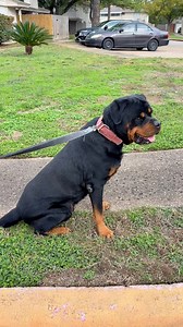 Happy 9th Birthday to my boy Draco yall show him some love! #lizard #exoticpets #reptile #iguana #pet #pets #animals #petlovers #petstagram #petlovers #foryou #petsofinstagram #RocketThelguana #dragons #reptilesofinstagram #cuteanimals #petlizard #petfriendly #dog #rottweiler | Rocket The Iggy