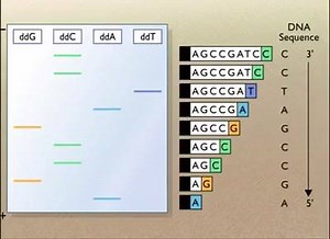 1.9K views · 46 reactions | Sanger method of DNA sequencing For...