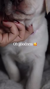 . This beautiful girl✨ . #englishlabrador #puppy #labrador #englishlab #whiteenglishlab | Hickory Bluff Labradors LLC