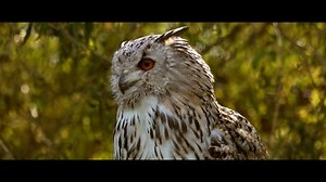 Eule Vogel Gefieder - Free video on Pixabay