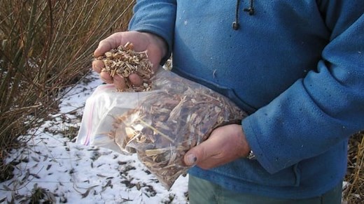 Growing an 'energy crop'