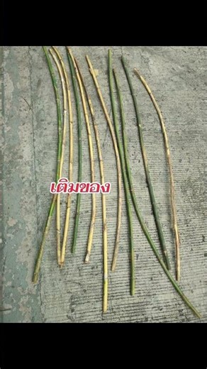 #Adding more materials for this season! #Beautiful, long-jointed rattan #Rattan for making kite s...