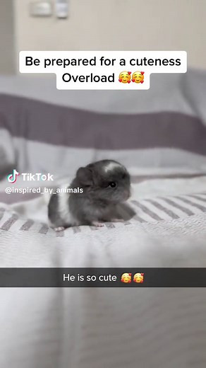 Cute Baby Chinchilla: Adorable Animal Moments