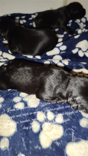 Look who's crawling.. We're still waiting for their eyes and ears to open but know they will when the timing is right.. These puppies are getting stronger, sweeter, more adventurous and bigger as each and every day goes by. Such beautiful progress to witness It's strange to think that these babies leave my home the first week of January. Time flies by quickly and soon enough each of these babies will be crate, leash and potty trained and heading off in new adventure with their new families. Rais