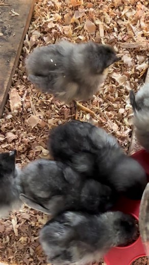 New Life Prairie Bluebell Eggers #chickens #chickensoftiktok #foryoupagе #foryour
