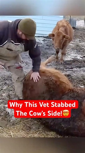The Emergency Procedure That Saves A Cow’s Life!