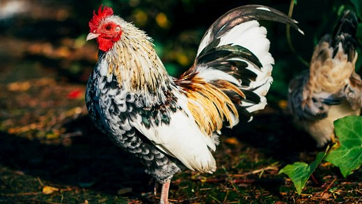 Where to Buy Serama Chickens Online