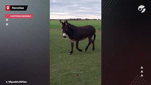 Ataque de pumas a ovejas cerca de Necochea