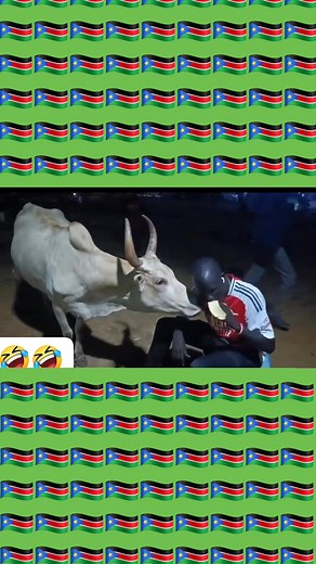 I was warned that Jupa would be hot, but I'm rising to the challenge! The heat and humidity here are intense, yet Nyan Wuong Lou and the owner's kindness, sharing a banana with his cow 🐄, is a heartwarming reminder of the beauty in everyday moments. Yeah, give cow what belongs, ku wun ë Wun ë Wuoŋ ke lɔŋde!🤣🤣🤣🤣🤣🤣🤣🤣🤣🤣 Junub adik apei 🇸🇸🇸🇸🇸🇸🇸🇸🇸🇸🇸🇸🇸🇸🇸🇸🇸🇸🇸🇸🇸🇸🇸🇸 | Nebi John