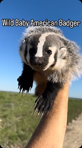 Who knew wild American Badgers were so cute and sweet. . . This might be one of my favorite animals I have ever found in my years of herping. Being able to hold a badger is absolutely wild. We released this baby safe and sound. . . . #reptiles #animals #speed #funny #snakes #florida #herpetology #Texas | Aiden Adams
