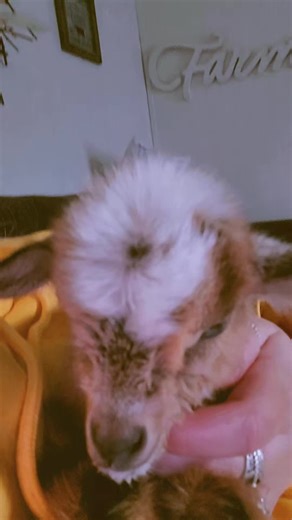 baby goat story time #fyp #nigeriandwarfgoats #farmtok #indianafarmer