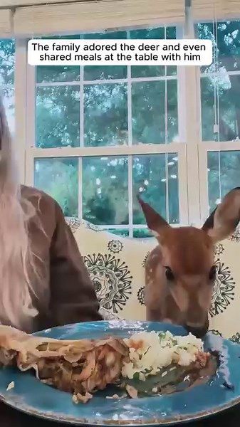 A man rescued a young deer trapped in a gate and then ...