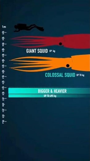 The Most Venomous Octopus #animalfacts #facts #marinemystery #oceanfacts #viral #venomouscreatures