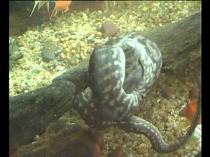 Arafura File Snake attacks and eats fish