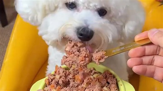 Woolf主食大肉罐限时四赠二，含真实肉类配方，狗狗爱啃又营养，宠物店回购款，喂养更安心！