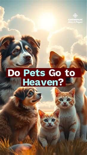 Catholic Voices & Prayers on Instagram: "Do animals go to heaven? This short explains what the Catholic Church teaches about the soul, human destiny, animals, and why the Church leaves room for hope without making speculative claims about the afterlife. Daily Catholic teachings, traditions, and explanations—click subscribe and stay connected."