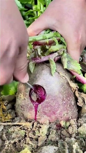 Full process of hand-digging beetroot, annotated version, super relaxing!