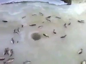 7.7K views · 104 reactions | What is happening here..... | Fishing World | Facebook