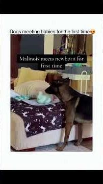 Dog.exe has stopped responding 💻🐶