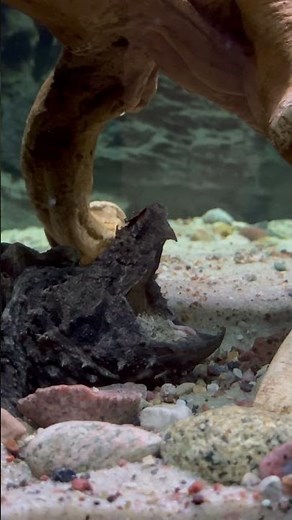 Alligator snapping turtle luring for fish close up!
