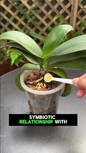 🚨 Can't Keep Phalaenopsis Orchids Alive? Avoid These 2 Mistakes! 🌿||#gardenhacks #plantgrowth