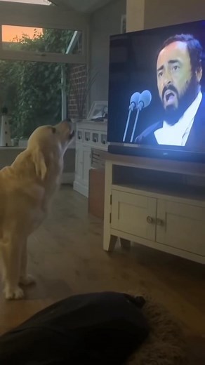 Classical Music FM on Instagram: "Dog singing 'Nessun Dorma' along to Pavarotti! Everything about this video is beautiful. The sunset, the open doors, the home, the dog, the opera, the dog singing the opera... Everything! #dogsinging #opera #nessundorma #pavarotti #classicalmusicfm #singingdog #dogloversofinstagram"