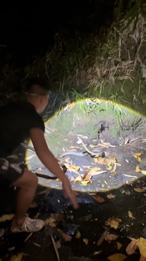 Behavior of reticulated python! #reelsfb | SAL BAR 2.0