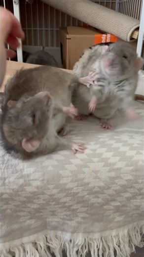 “Have you ever heard what a rat sounds like when he’s mad? “ It would not be a familiar squeek🐀