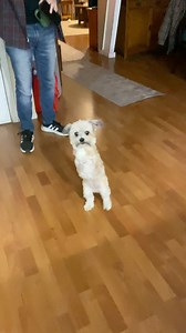 Noel has to multitask her excitement. #dog #dogsoffacebook #cute #cutedogs #littledog #2LeggedDog #amputee | Noel the Bipawd Shorkie