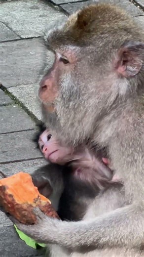 🐒 Floresta dos Macacos, Ubud #ubudbali #ferias #indonesia #balitravel