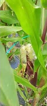 6月17日 実家畑 タイ産🇹🇭トウモロコシ🌽カラフルな雄花とかわいい雌花 収穫まで後少し