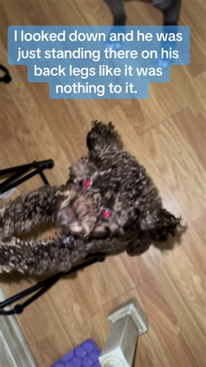 And that spin mop you see is amazing!!! I love it! It’s freezing in Mississippi so you’re also getting to see my house slippers and my Walmart moomoo. Y’all stay warm! Maybe today I’ll get at least 1 view. I had one get 0 views yesterday. #winterstorm2026 #mississippi #dogtricks #teachersoftiktok