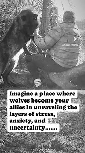 45 reactions | The WOLFWISE programme offers an immersive experience...