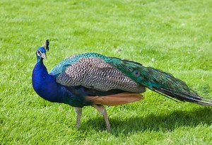 Reasons Why Peacocks Make Good Pets | All You Need to Know! - Farm and Chill