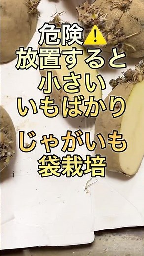 芽かき1回じゃ足りない！？じゃがいも袋栽培の落とし穴#家庭菜園#shorts #ガーデニング #gardening#じゃがいも袋栽培 #たいやきのガーデニング