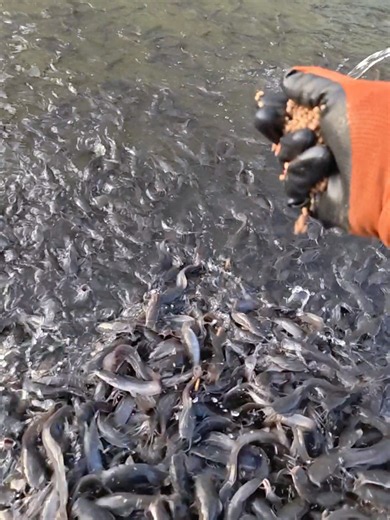 Behind every good harvest is hard work every day. #catfish #farm #aquaculture