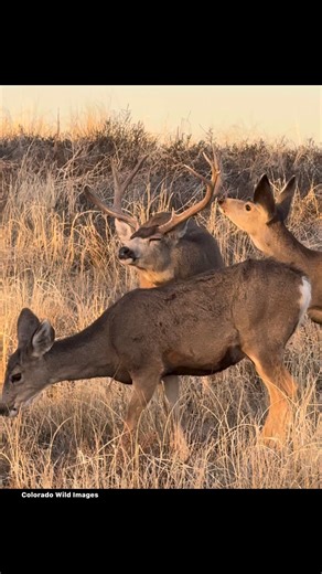 132K views · 1.4K reactions | The elk rut is my absolute favorite thing to photograph but the mule deer rut is the close runner up. I’m looking forward to seeing some big bucks in action!  #coloradowildimages #viralreelschallenge #fypシ #foryoupageシ #viewers #wildlife #deer #deerseason #muleymonday #muleymadness | Colorado Wild Images | Facebook