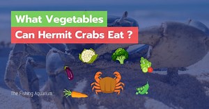 What Fruits and Vegetables Hermit Crabs Can Eat - Pet Food Guide