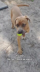 4.8K views · 239 reactions | You cannot walk past Zora without...