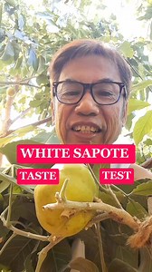 White sapote TASTE TEST from my Melbourne garden. Very delicious fruit, one of my favourite 😋😋😋😍😍😍 #whitesapote #exoticfruit #mygarden #mygardenlife #mybackyardgarden Win Love She Lumaquin | Cornelio Baldonado